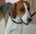 English Foxhound