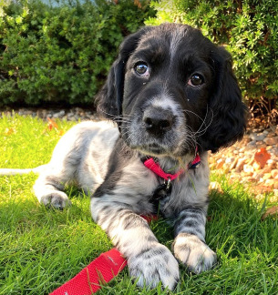 English Setter