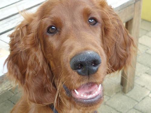 Irish Setter