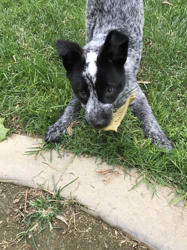 Australian Cattle Dog