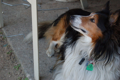 Shetland Sheepdog