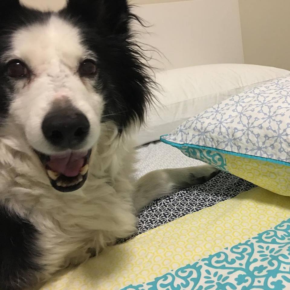 Border Collie