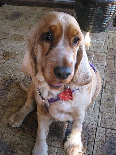 Cocker Spaniel